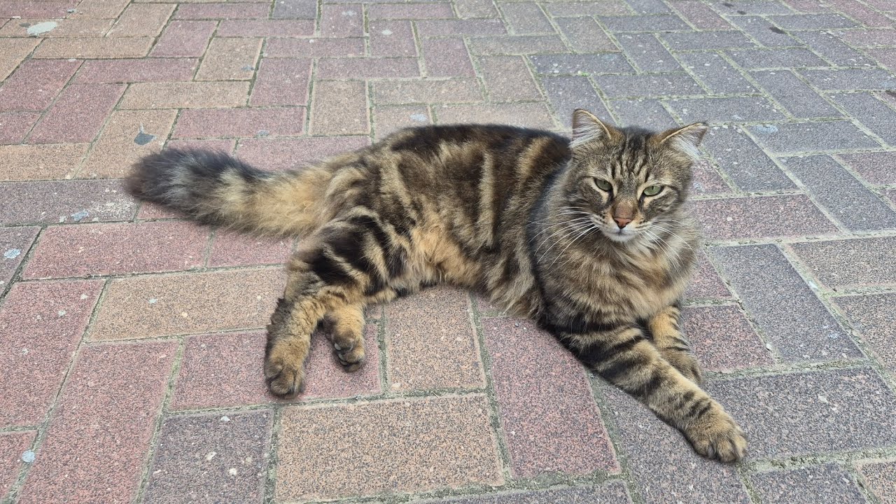Tommy Was Just Relaxing... Until His Rival Showed Up! 🙀