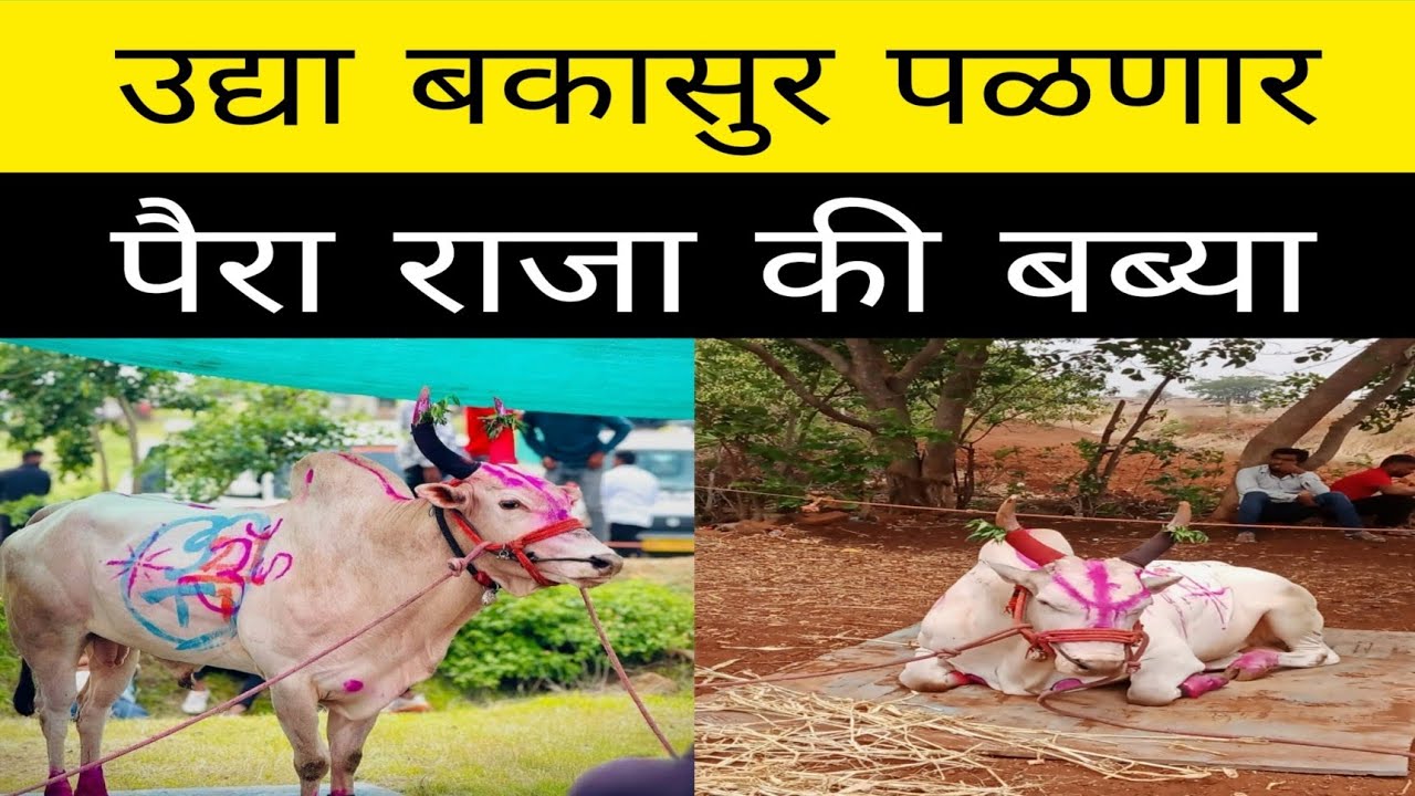 बकासुर उद्या वरूड.तालुका खटाव. जिल्हा सातारा. मैदानात पळण्यासाठी सज्ज. बकासुर एक नंबर करेल का ?