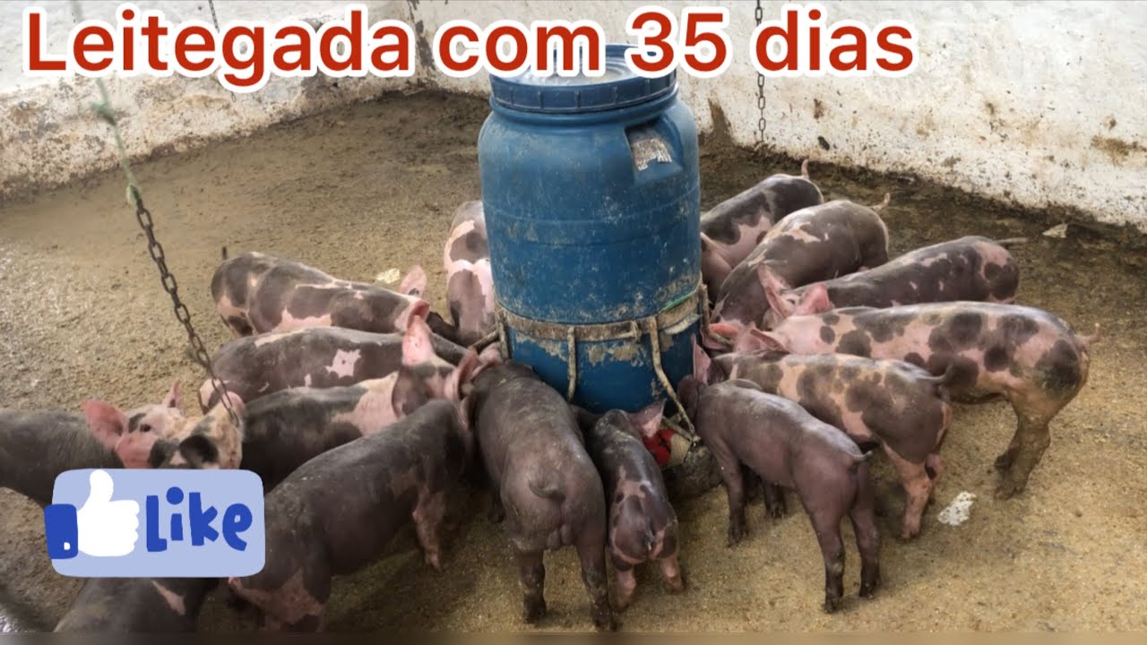 Qual raça de porco cresce mais em menos tempo?