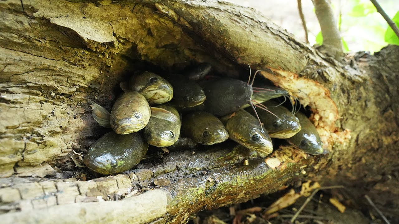 Unbelievable A lot Fish Can Live in Secret Tree - Amazing Catching Copper Snakehead Fish Dry Season