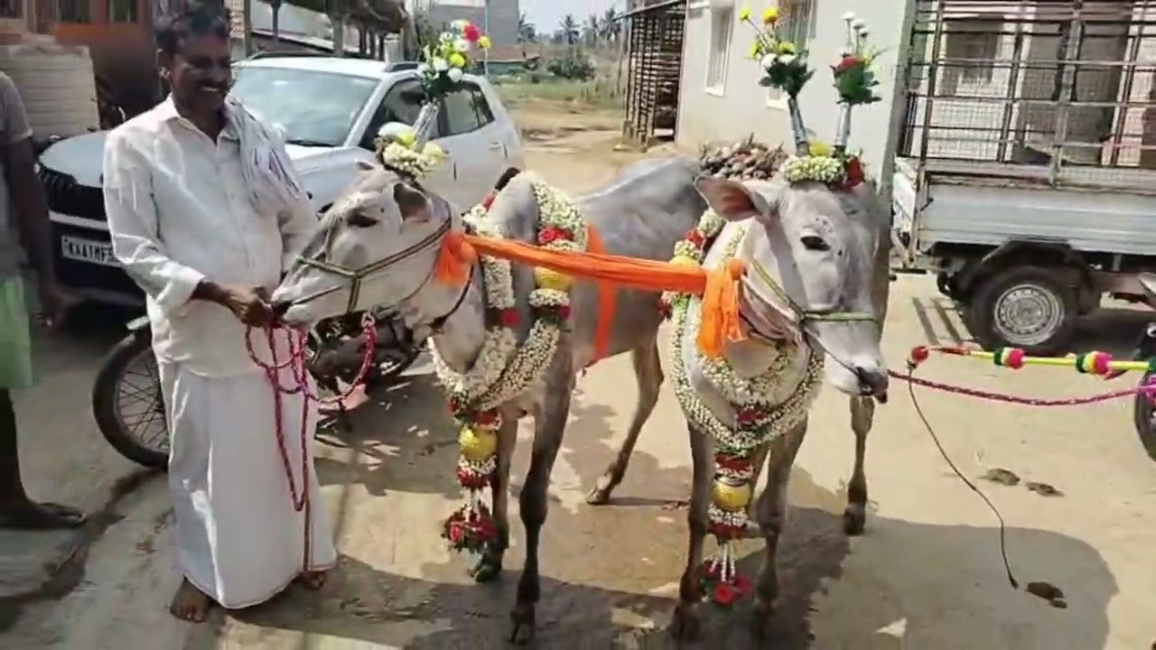#hallikarstudbull #tranding #hallikarheifers #hallikarofkarnataka #darshanthoogudeepashrinivas #JNA
