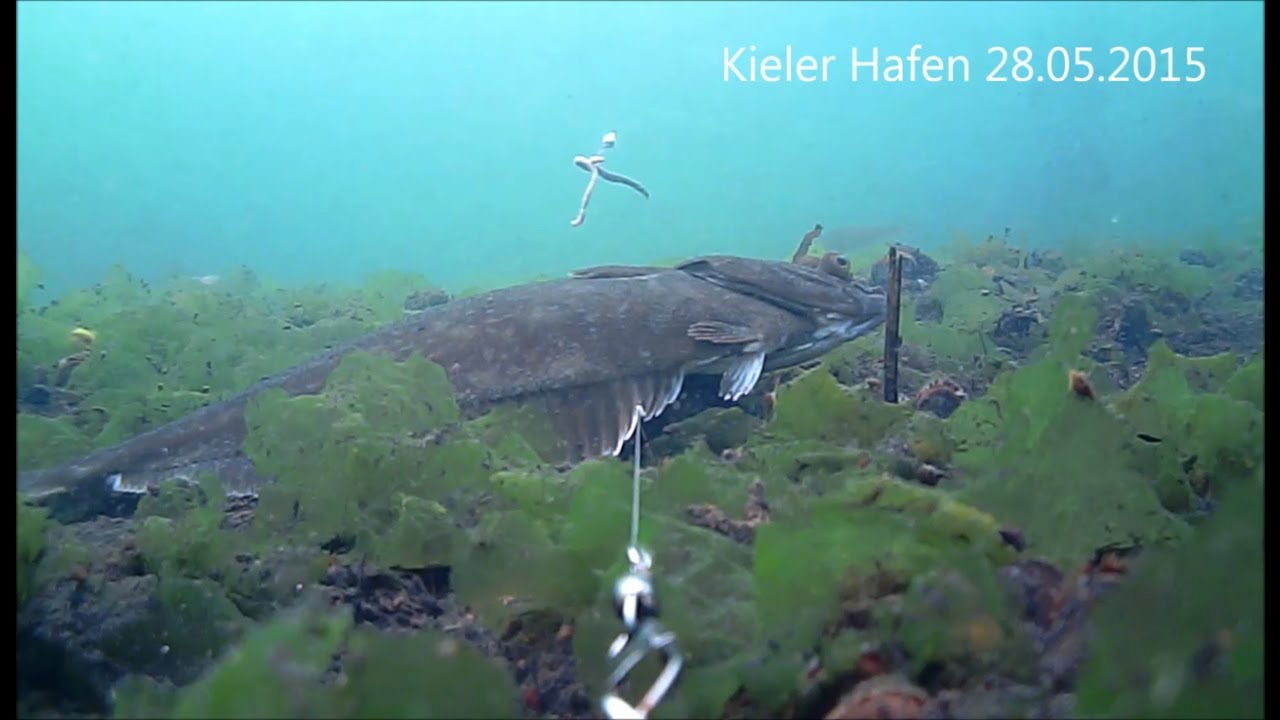 Unterwasseraufnahmen | Auftriebsperlen ja oder nein ? | Butt, Heringe, Dorsch Livebiss | Water Wolf