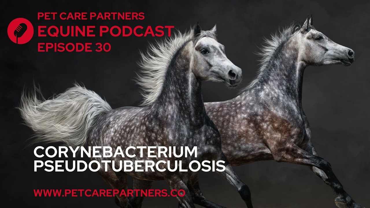 Corynebacterium pseudotuberculosis in Horses: Pigeon Fever Explained | Pet Care Partners Ep. 30