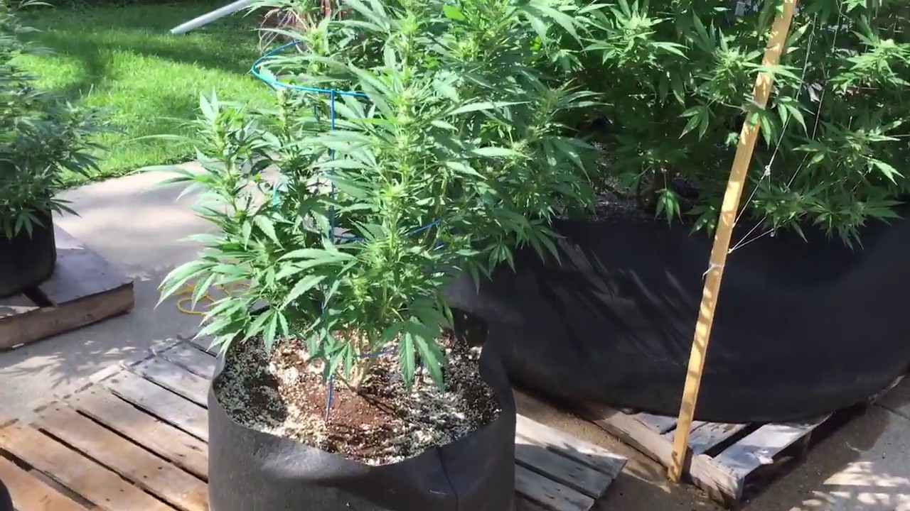 400 gallon Marijuana grow