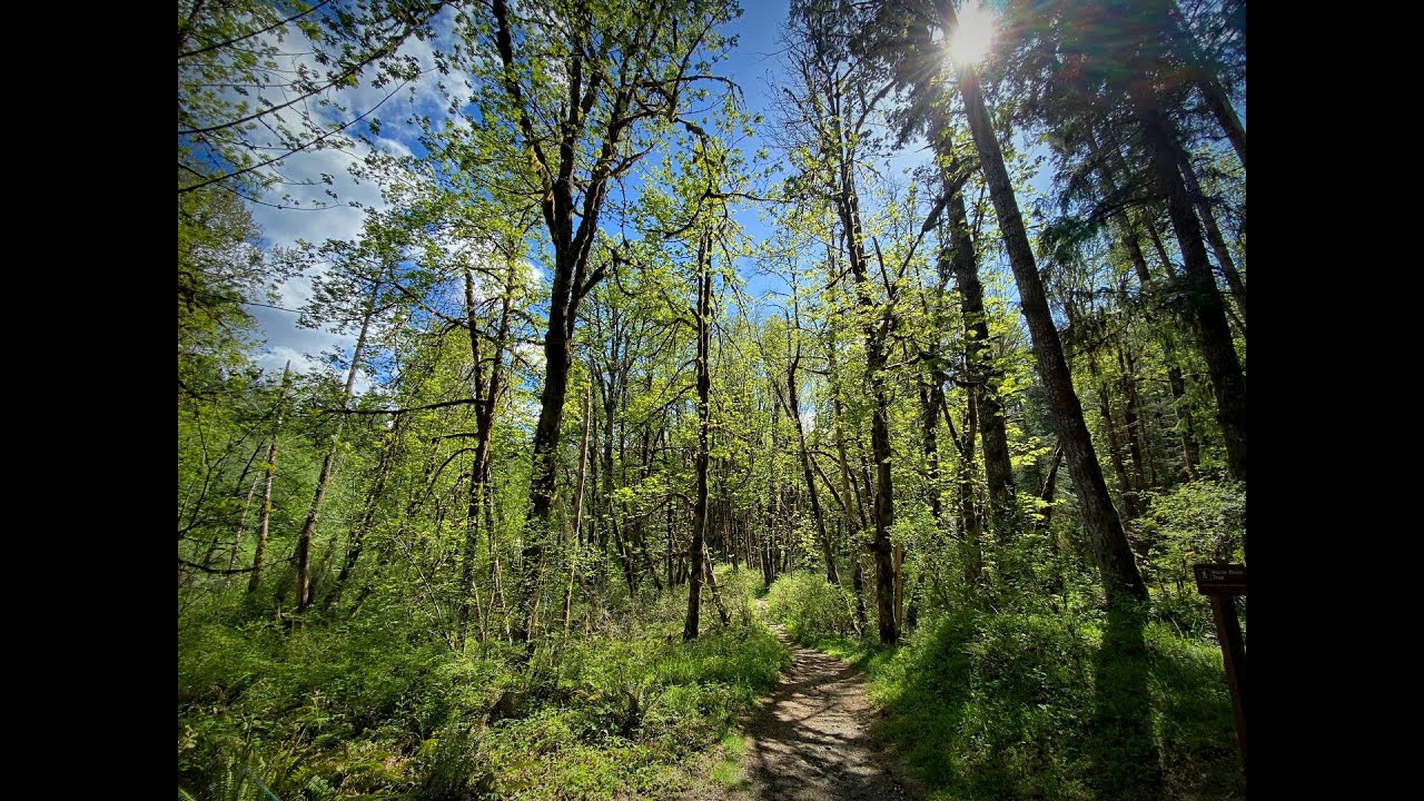 Cowichan River Trail Hike - Skutz Falls to 66 Mile