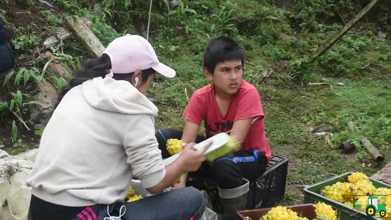 LA PITAHAYA en Santander Colombia