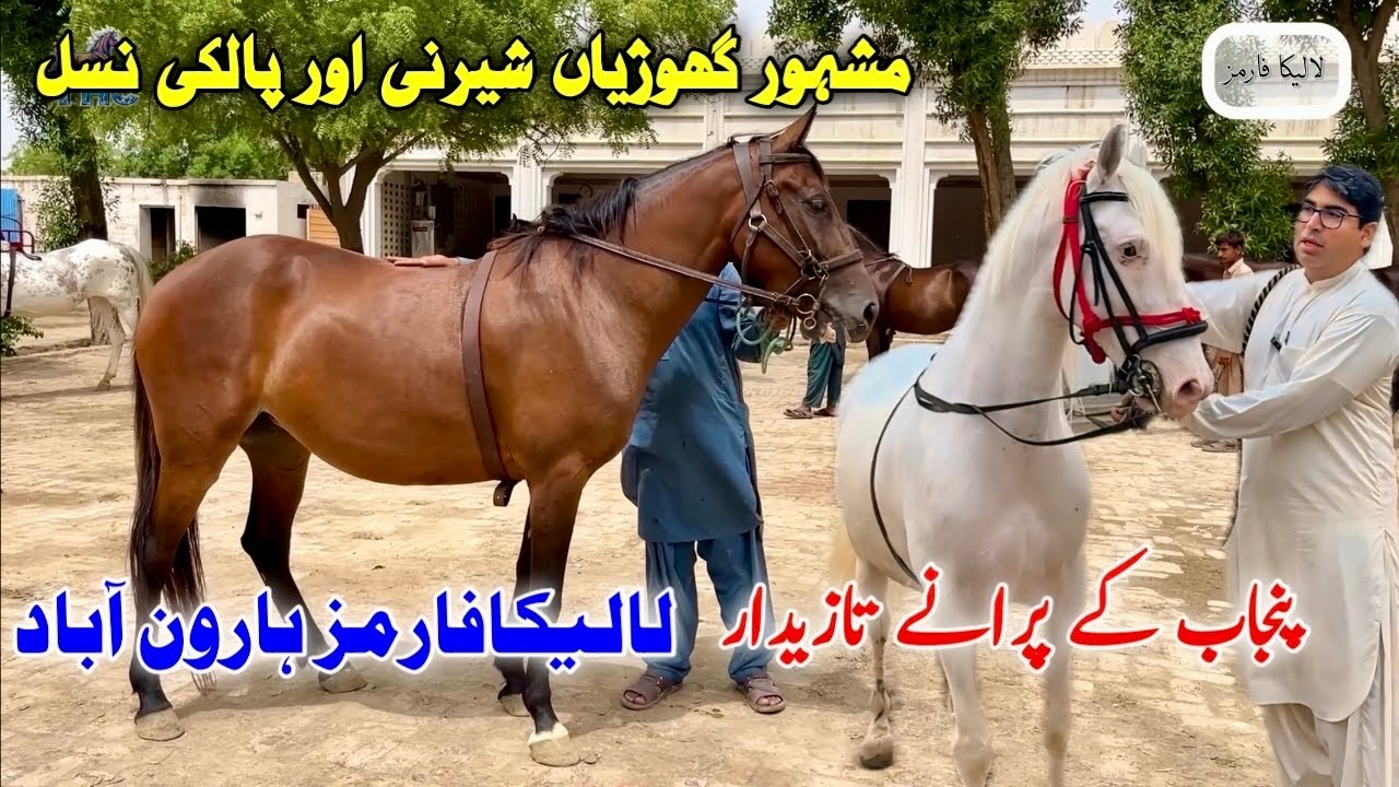 Royal Horses of Punjab | Rare Sherni & Palki Breeds from Lalika Farms Pakistan