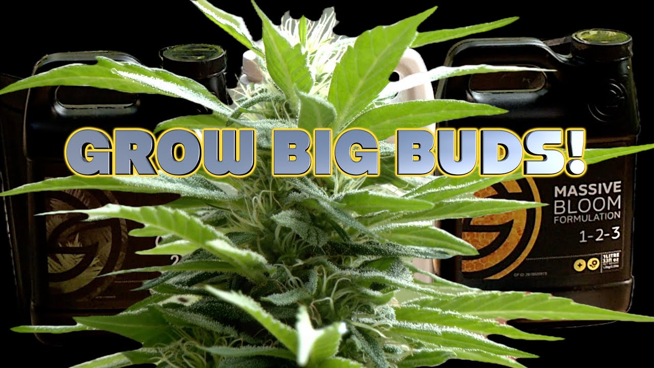How to Fertilize Cannabis Plants to Grow Big Kolas and Flowers for Tight, Fat Marijuana Weed Buds!