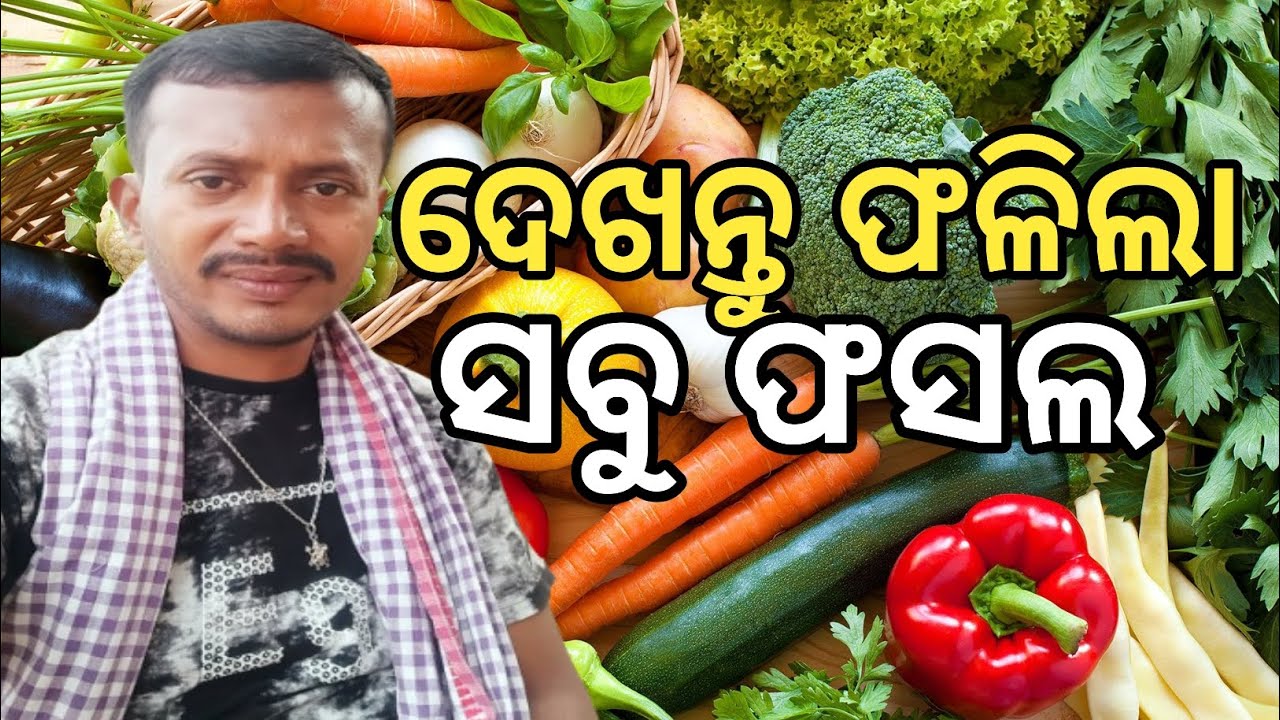 ଫଳିଲା ସବୁ ଫସଲ #agriculture #viralvideo #efarmingodisha #blogger #audiance #share #youtuber #laxman 