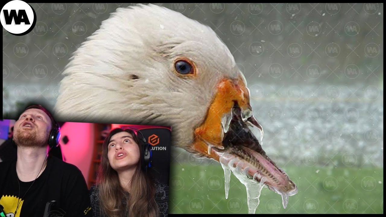 Этот Гусь Забыл Поднять Свою Голову во Время Града | РЕАКЦИЯ на WATOP