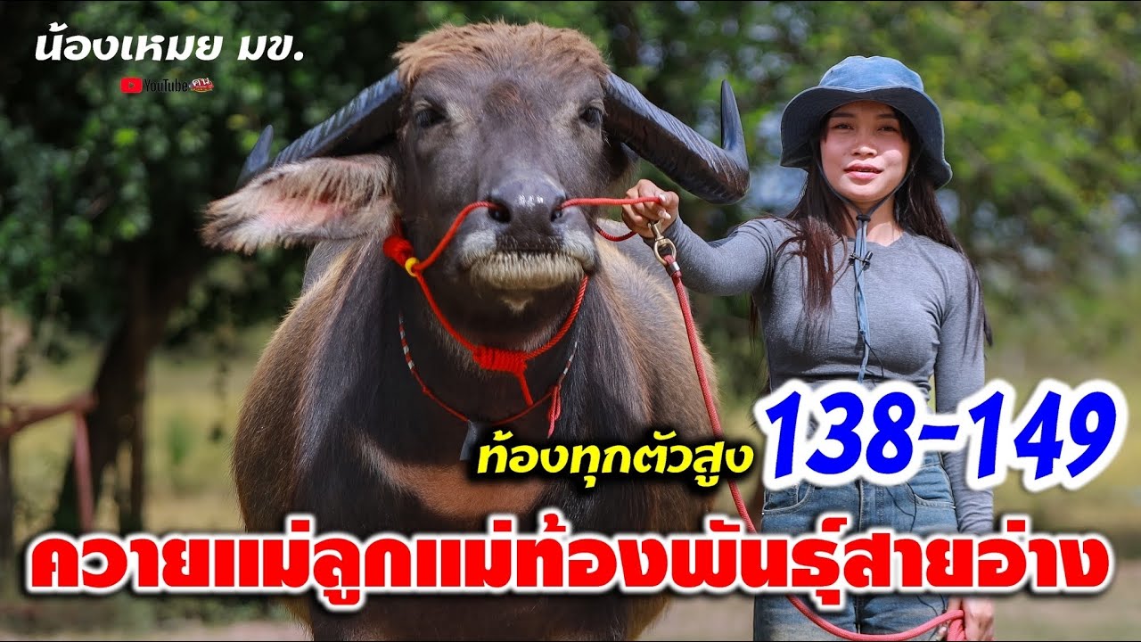 ควายแม่ลูกแม่ท้องสายอ่างสูง138-149น้องเหมย061-5173181 หลัง มข. อ.เมือง จ.ขอนแก่น