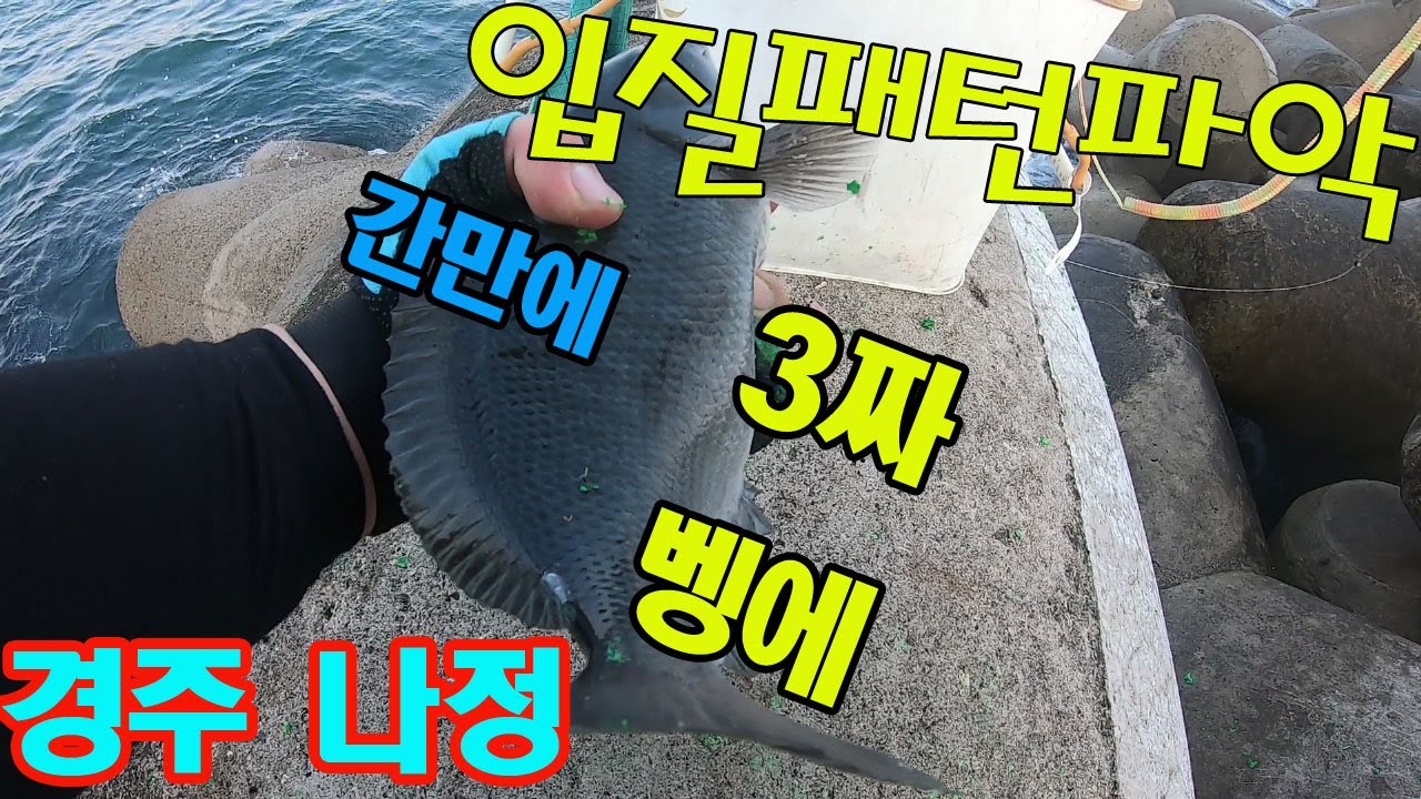 ♥경주 나정방파제♥ 3짜 벵에까지 나오고 ^^
