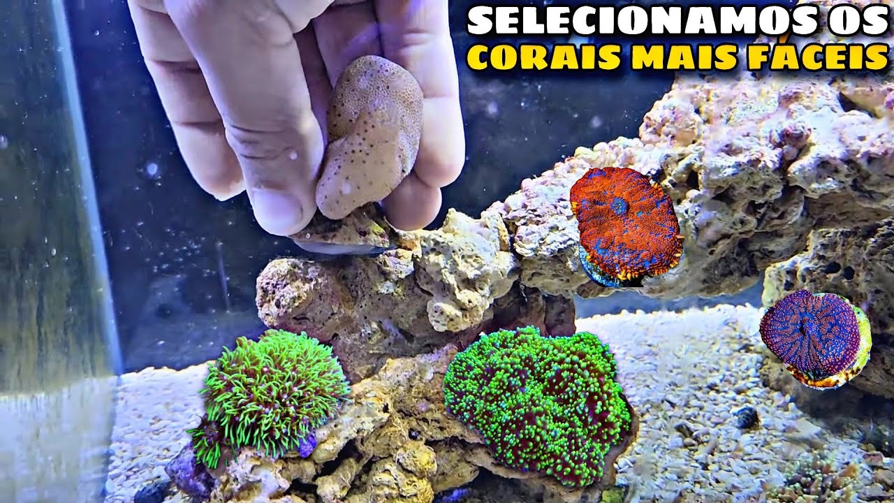 ADICIONAMOS OS PRIMEIROS CORAIS NO AQUÁRIO NANO DE 40L