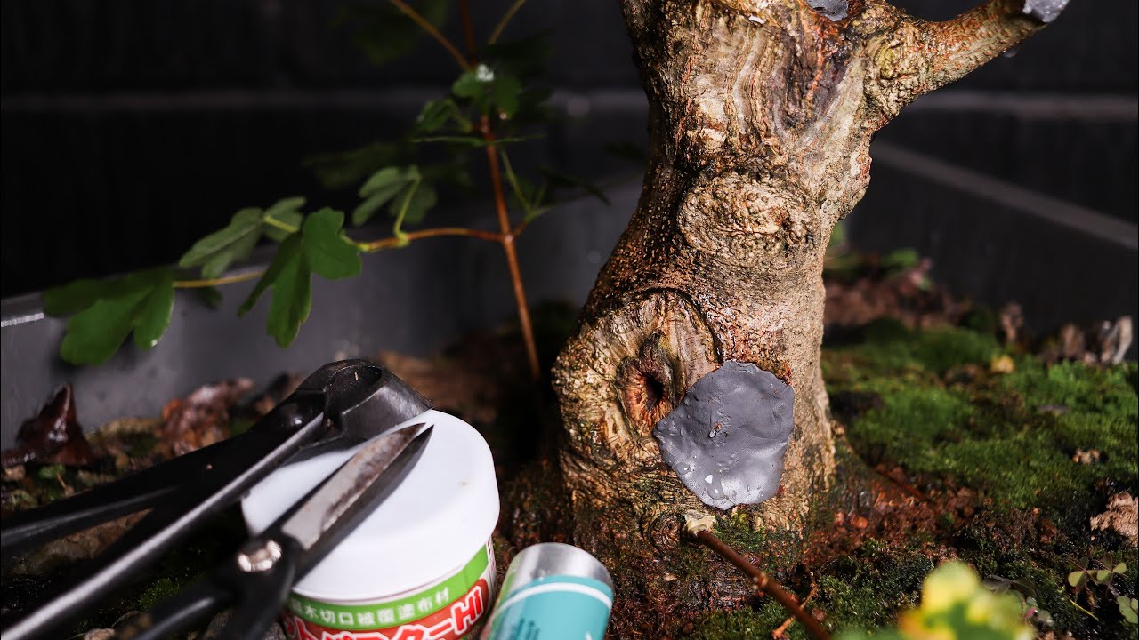 18 Months Bonsai Trunk Progress Of My Field Maple