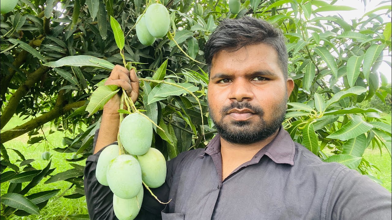लंगड़ा आम 🥭| Langra Mango | आम का बाग | mango vlog | लंगड़ा आम की खेती कैसे करे |
