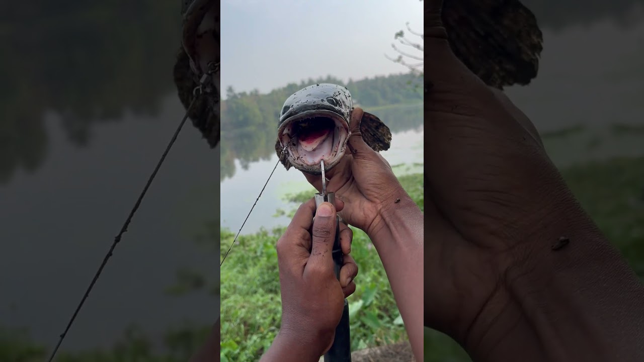 1kg വരാൽ in Proggy warrior 🐟✨| Snakehead 