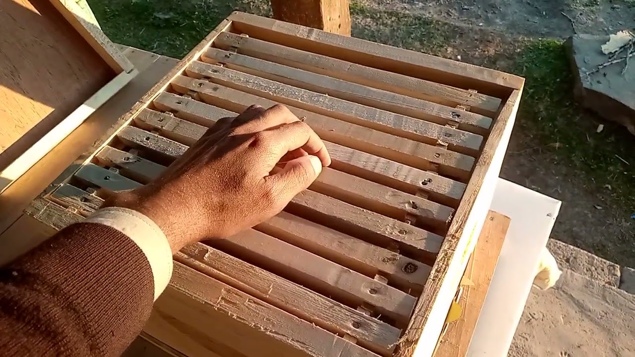 Apis Cerana scientific bee box # Advantages and Disadvantages information #Apis Cerana frame box