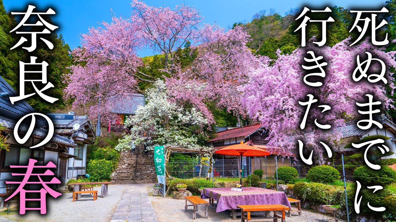 【秘境の桜】春に行きたい奈良の絶景スポット5選