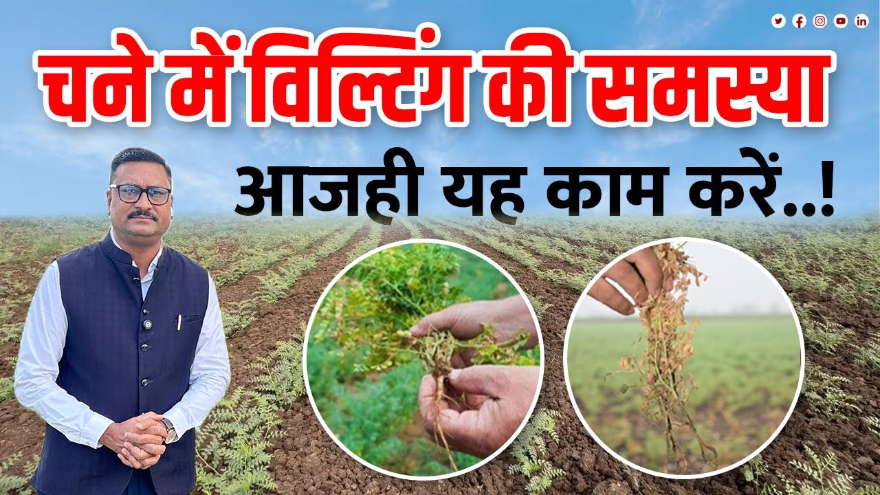 चना विल्टिंग की समस्या / चने में उखटा / chana Fasal wilting ki samya