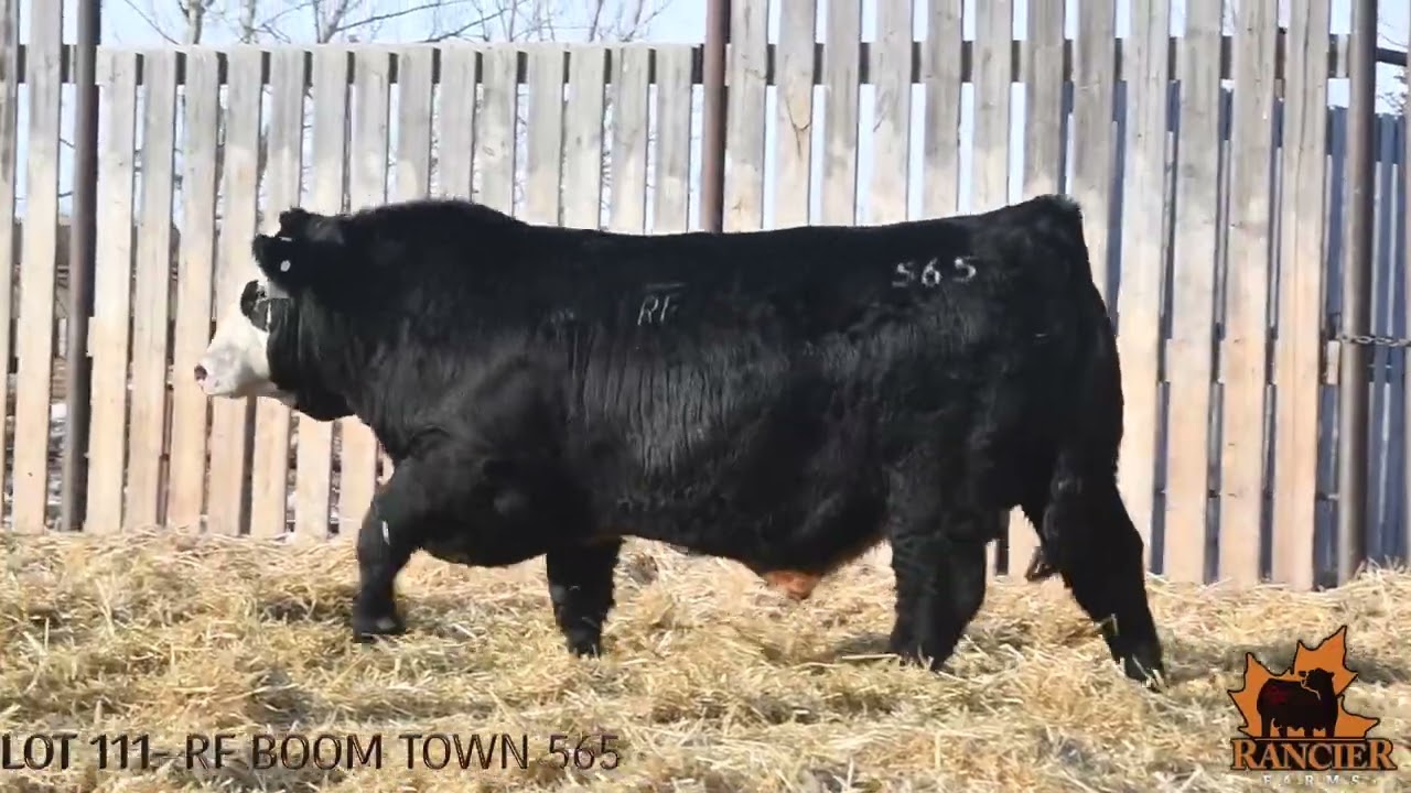 LOT 111  RF BOOM TOWN 565