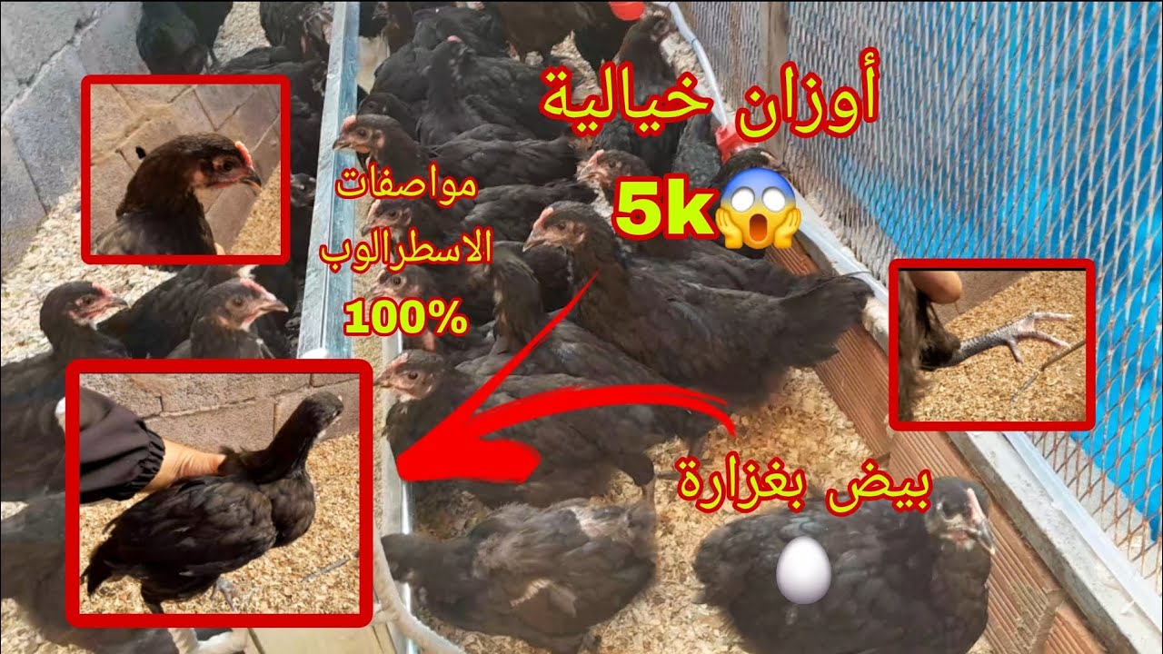 مواصفات دجاج الاسطرالوب الملكي الحر . تعرف على مميزاته وعيوبه ملك الدجاج بدون منازع😱
