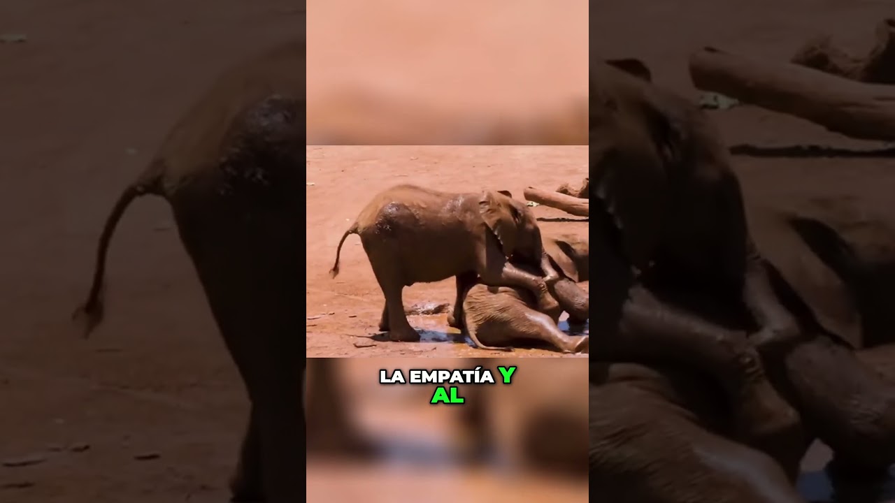 La Memoria de Elefante  Conoce las Habilidades Cognitivas de los Paquidermos #fashion #curiosidades