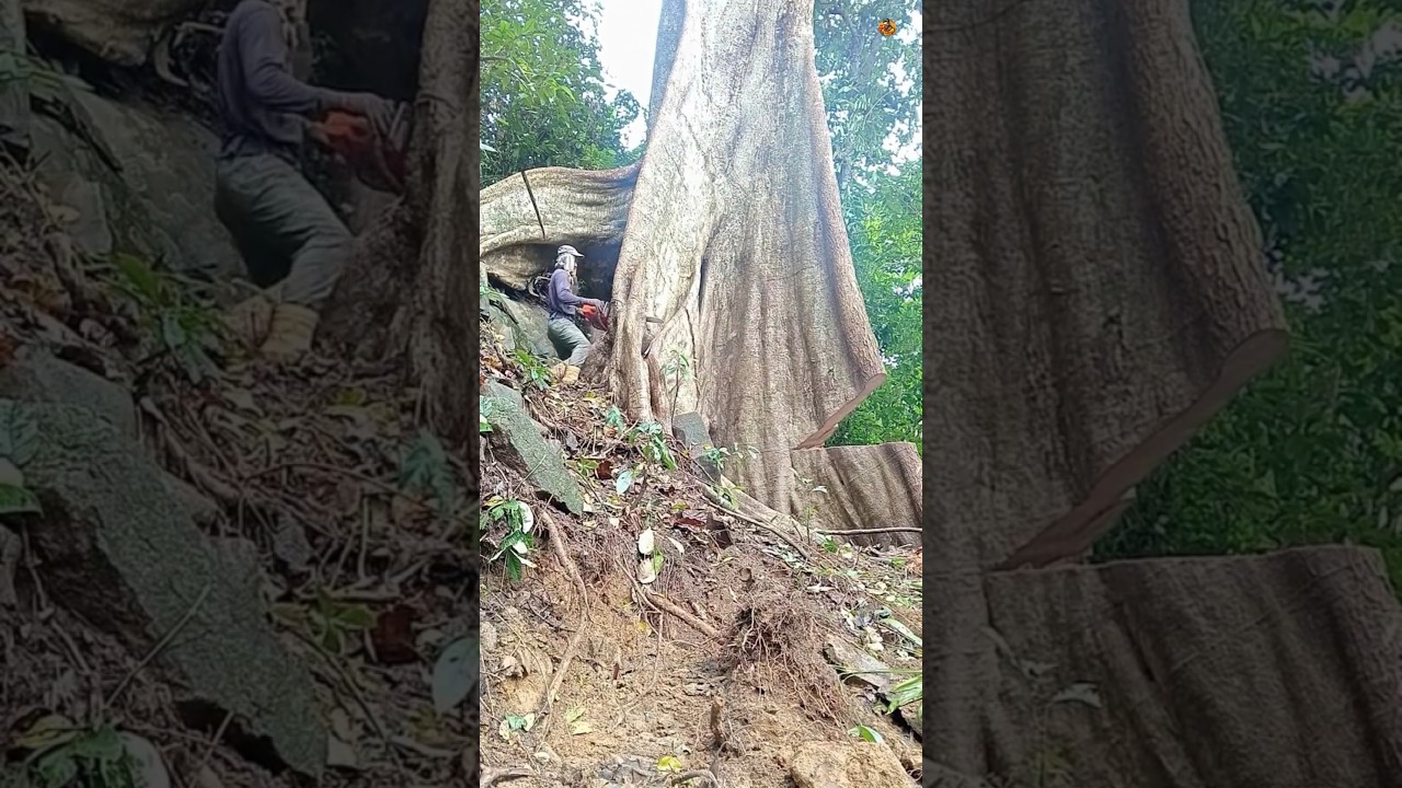 Cutting Down a GIANT 600-Year-Old Tree! 😳