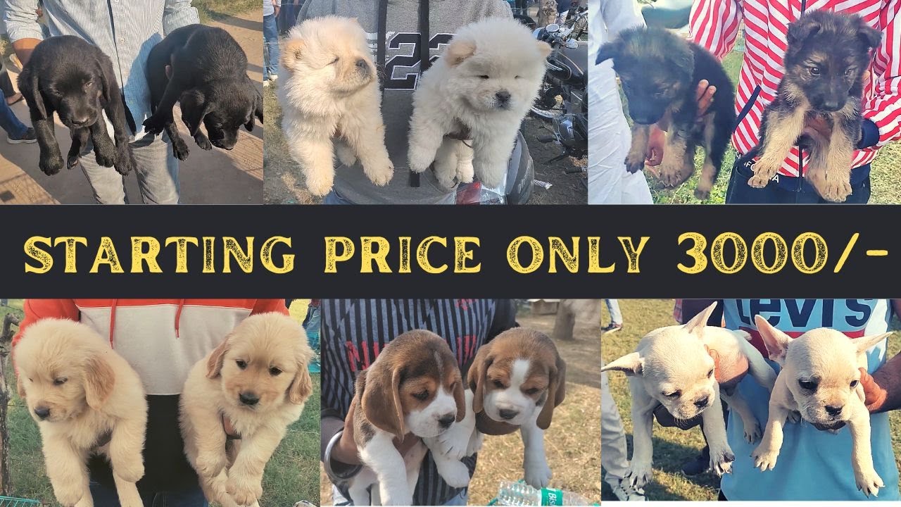 Cheapest Puppies market outside dog show in Patiala Punjab |Labrador & Beagle in Lowest Price Part-I