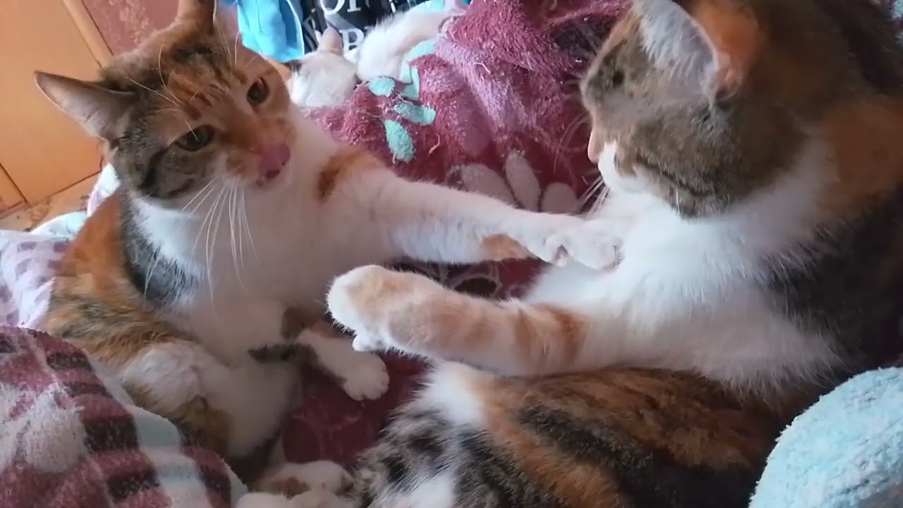 МОИ ЧУДУШКИ!🥰😂