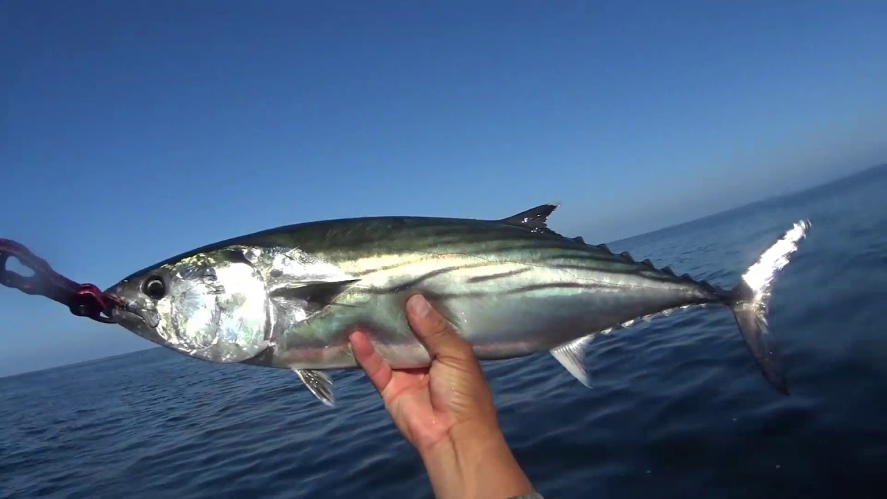 Un excelente dia de pesca. Monos y cabrillas.