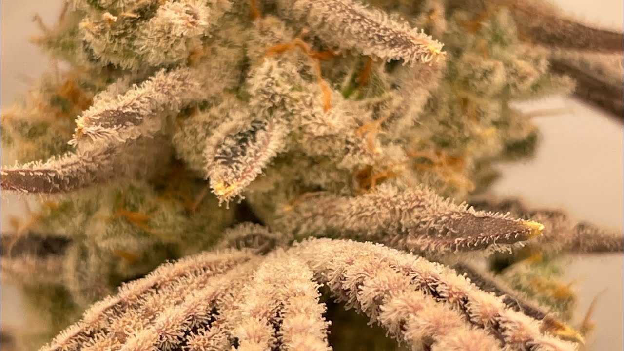 Mars Hydro FC3000 smart led.  Ready for harvest .  Mixed bunch&hellip;