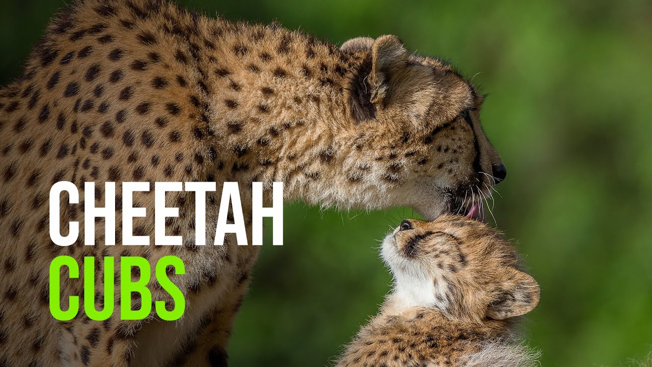 Cheetah Cubs On Exhibit at San Diego Zoo Safari Park