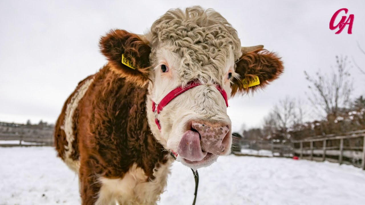 Gut Aiderbichl Iffeldorf: Tiere im Schnee