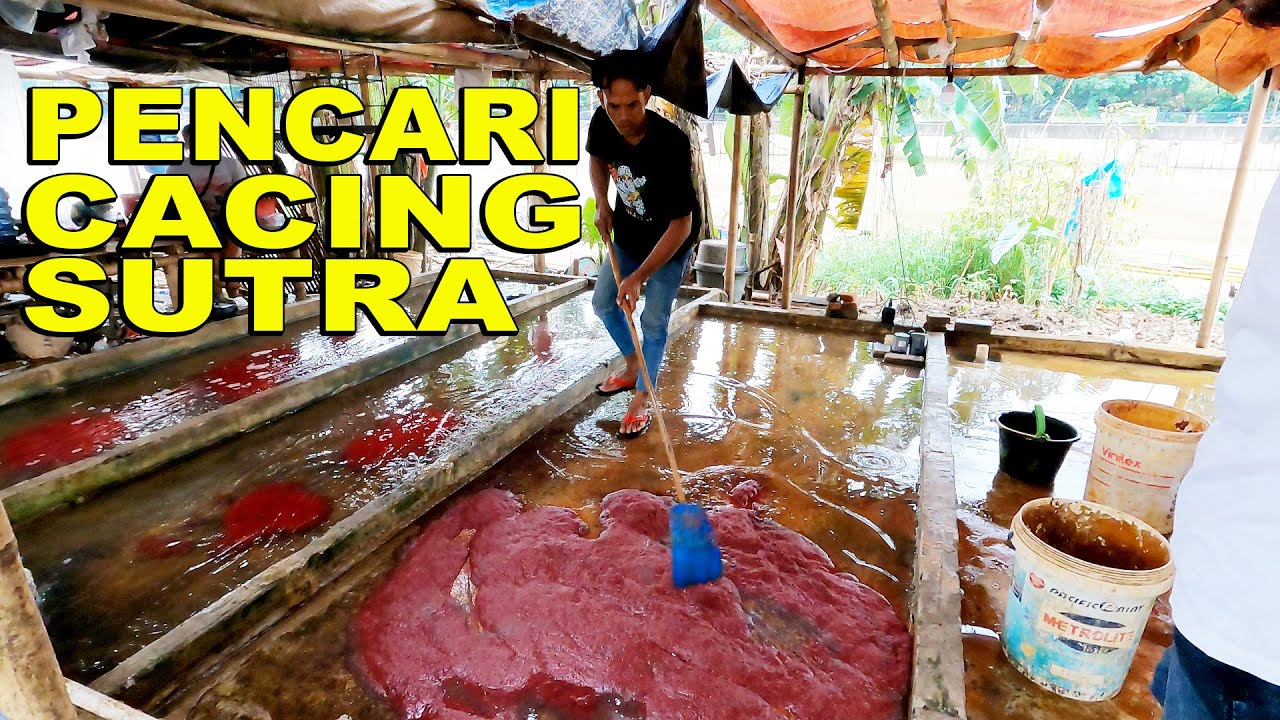 PENCARI DAN PENJUAL CACING SUTRA DI TANGERANG