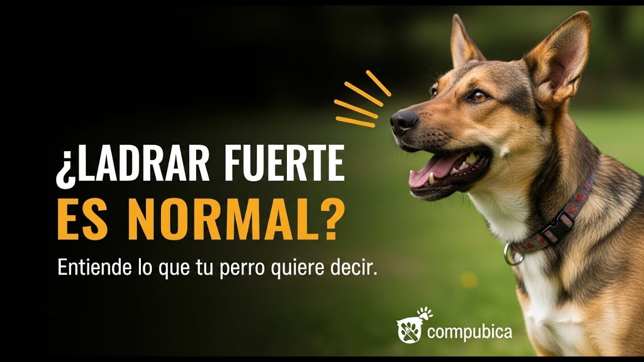 Latido alto es normal? entiende lo que tu perro quiere decir