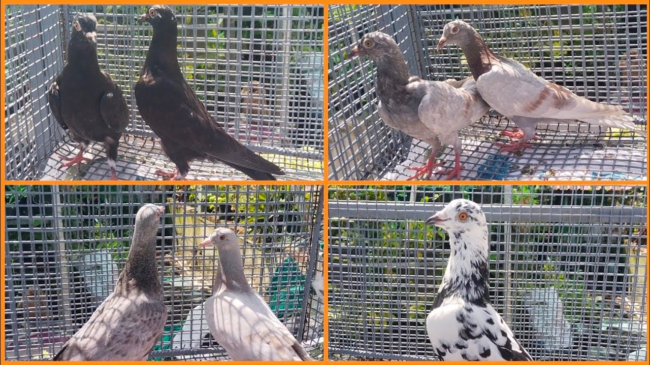 Parava chicks for sale/loft update /new cage setting / new parava chicks / unlimited parava training