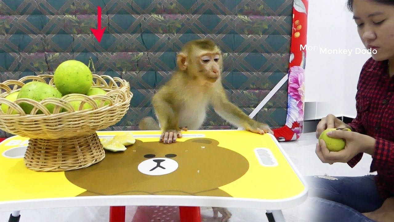 DL Had Organized Sitting On The Chair Look At Mum Cut Oranges For Him