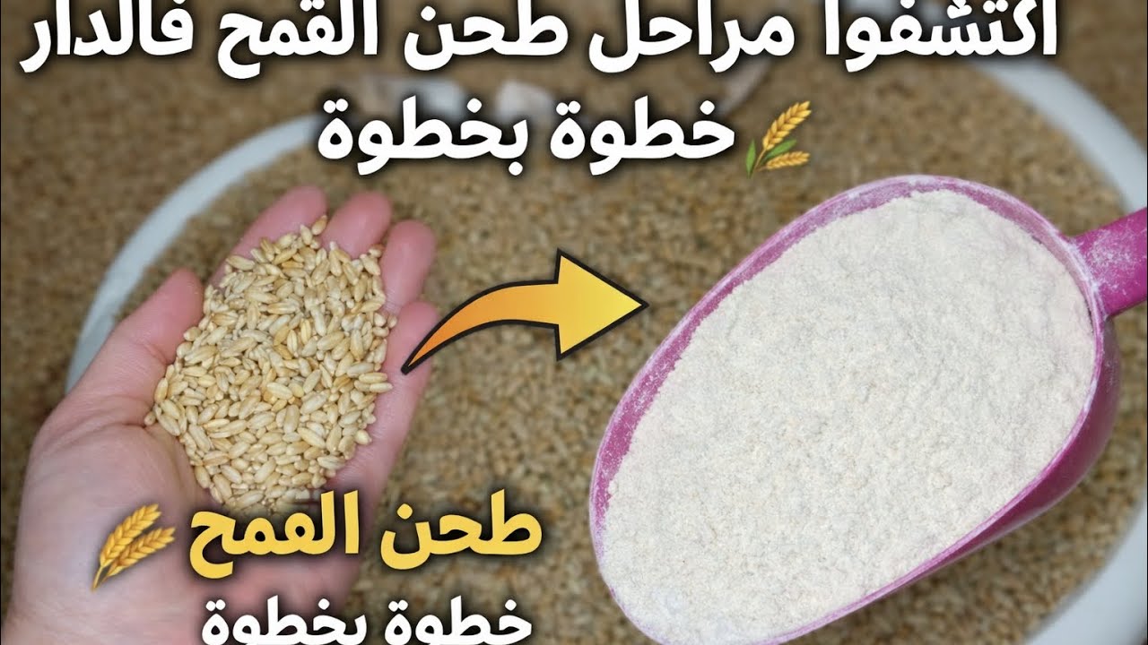 اكتشفوا مراحل طحن القمح 🌾فالدار خطوة بخطوة بطريقة سهلة 
