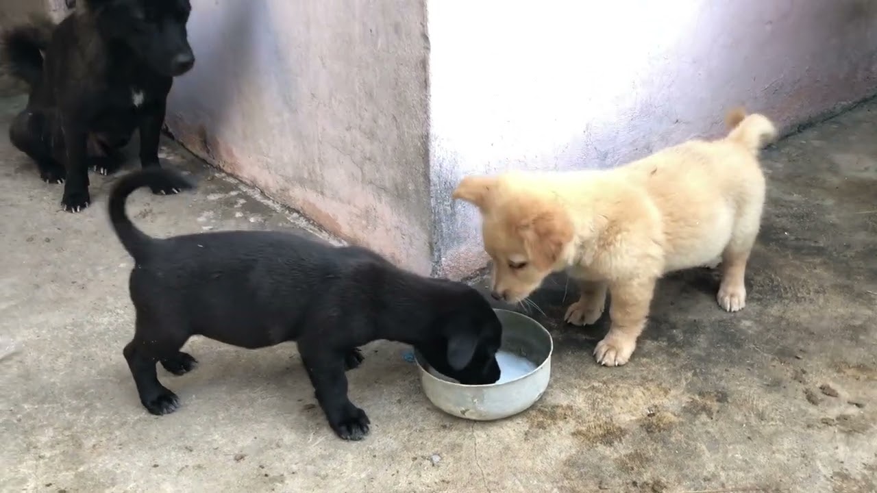 Cutest Baby Dog Moments Ever 🐶 | Heartwarming Puppy Compilation That Will Melt Your Soul