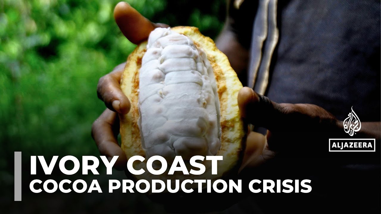 Ivory Coast&rsquo;s cocoa production faces climate crisis, disease, and US tariffs