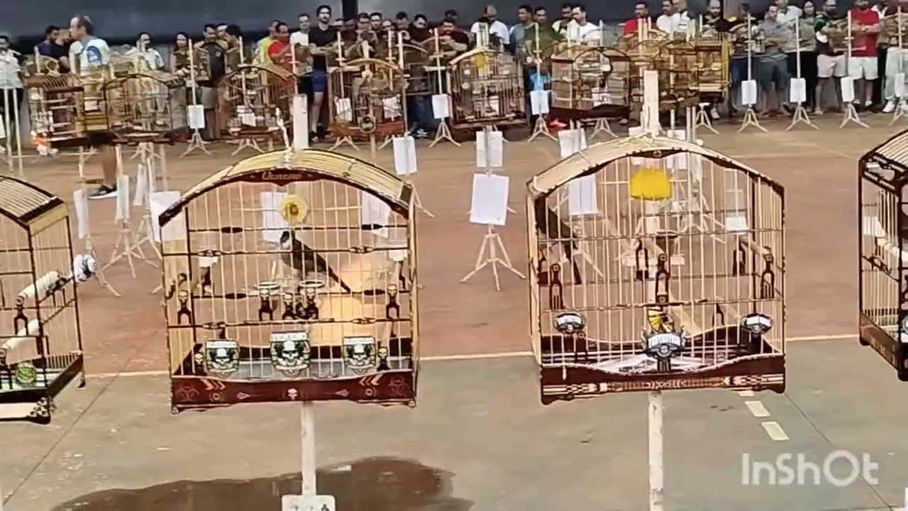 torneio Nacional de Trinca ferro.. Ribeirão preto  8/9/2024.esquente seu trinca #trincaferrodefibra