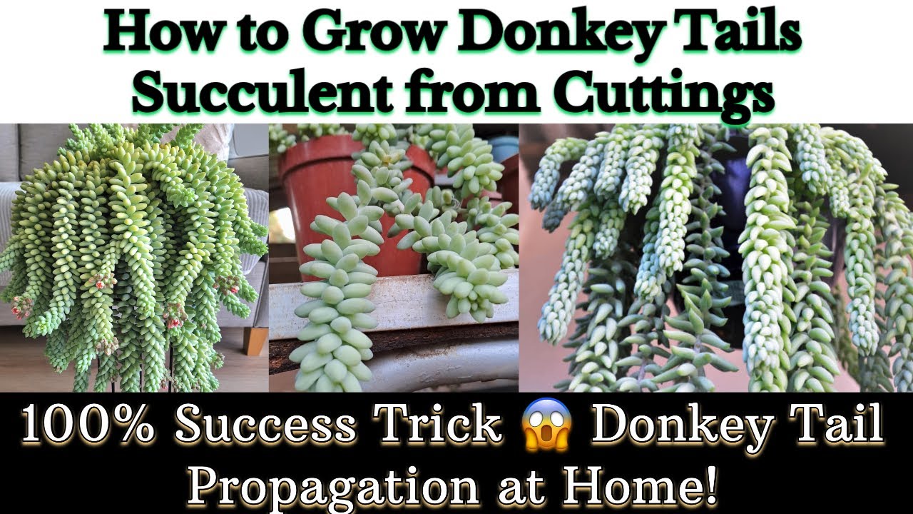 Succulent Lovers Must Watch 💚 Donkey Tail Growing Hack!😍