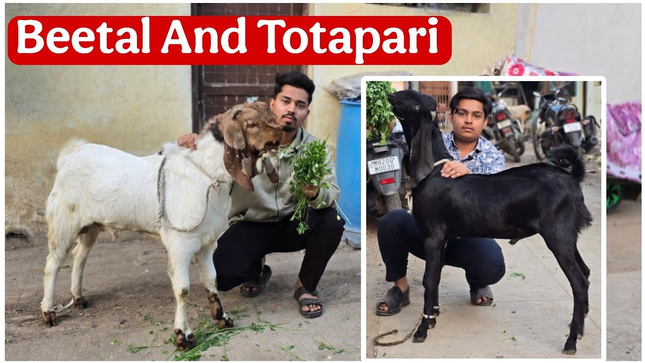 Ghar ka pala hua Totapari and Beetal male at Aurangabad Maharashtra 
