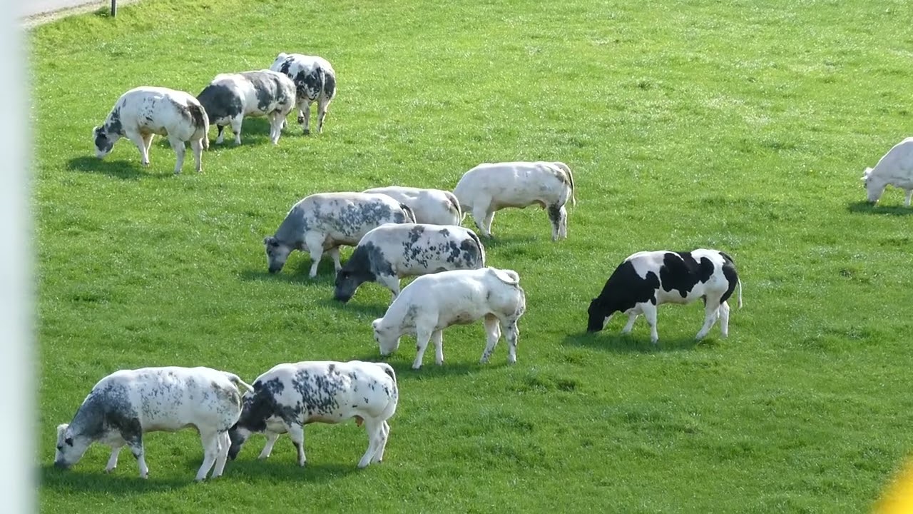 Dinant  #vaches  les blanc bleue belge