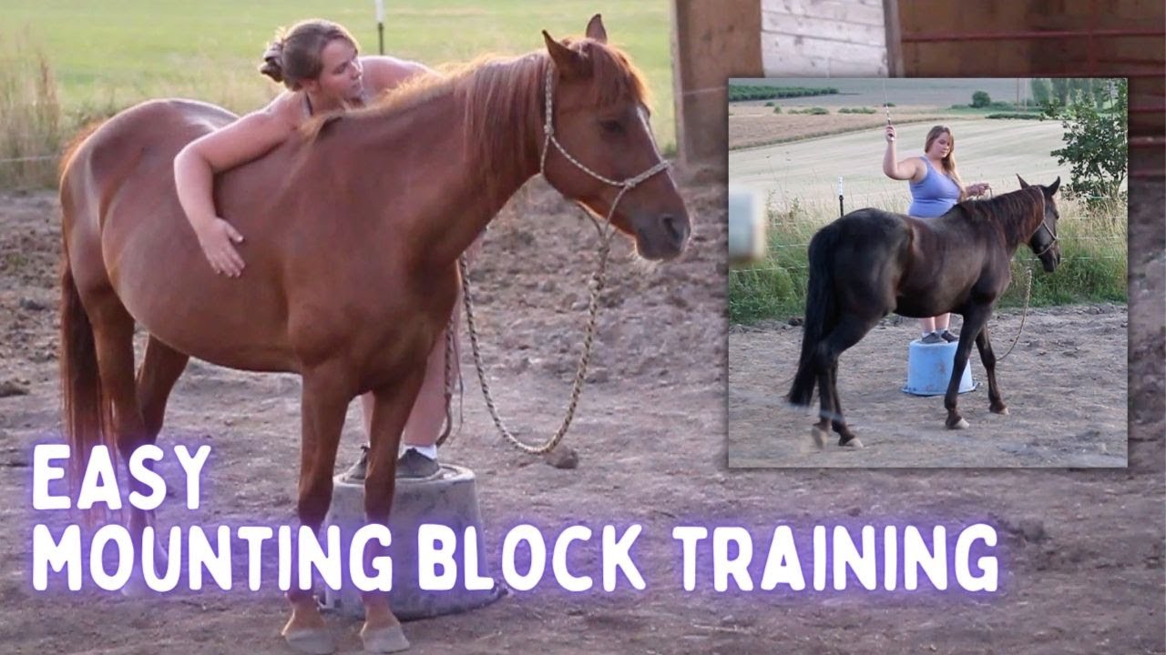 TEACH YOUR HORSE TO LINE UP🐴 easy mounting block training