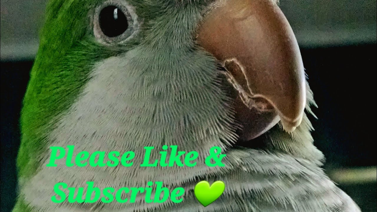 Elihu My Quaker Parrot Talking, Singing, and Making Sounds