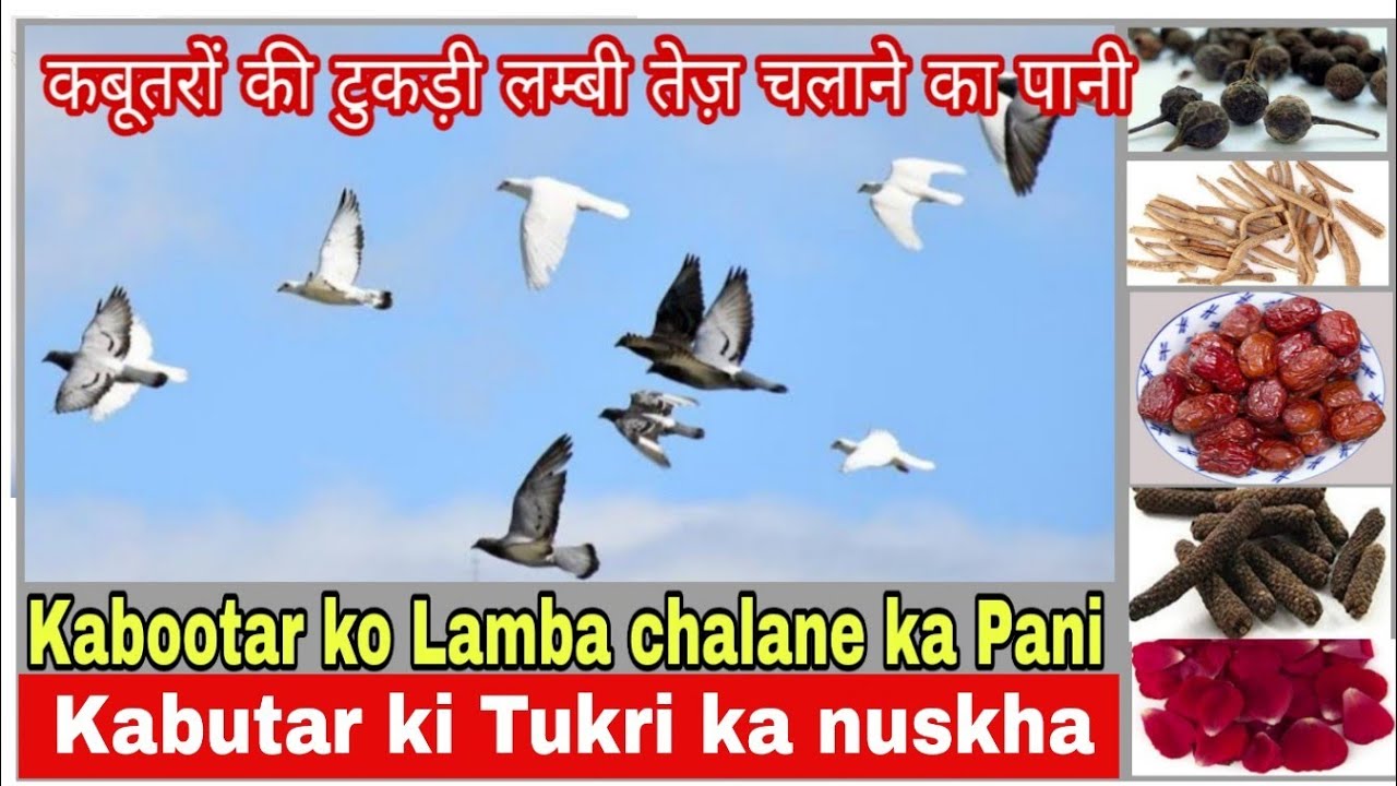 Pigeons Tukdi Ka Pani_Kabootar Lambai Tukdi ka Khal Pani_ टुकड़ी का पानी
