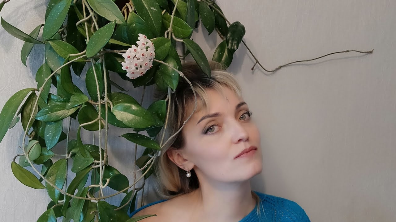 ХОЙЯ ВОСКОВОЙ ПЛЮЩ* ВАЖНЫЕ УСЛОВИЯ ДЛЯ ЦВЕТЕНИЯ.