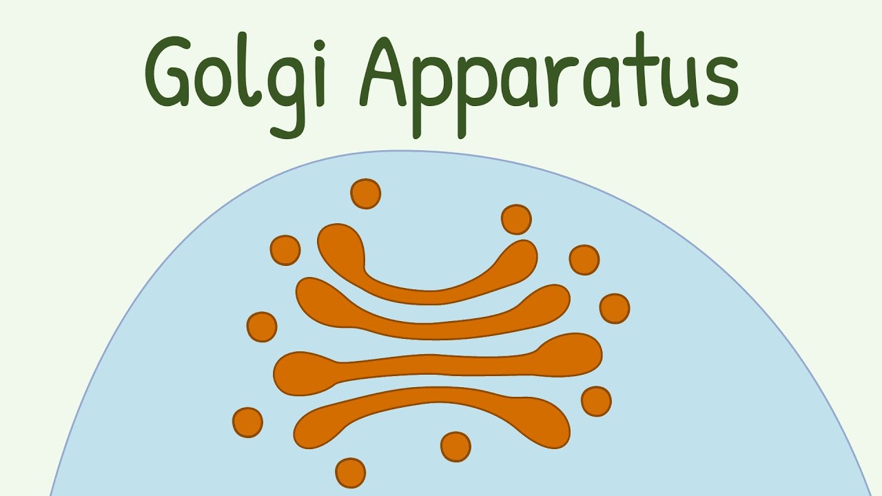 Golgi Apparatus