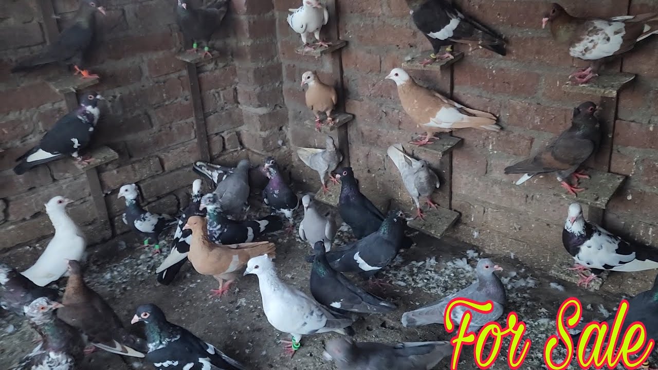 125 Gola kabootar menadag, khumariya lalban 9528851868 kabootar in Amroha.  Nikki bhai